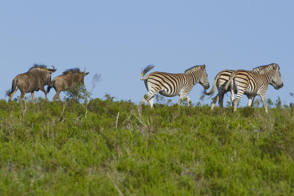 Nyaru Game Lodge Brandwag Экстерьер фото