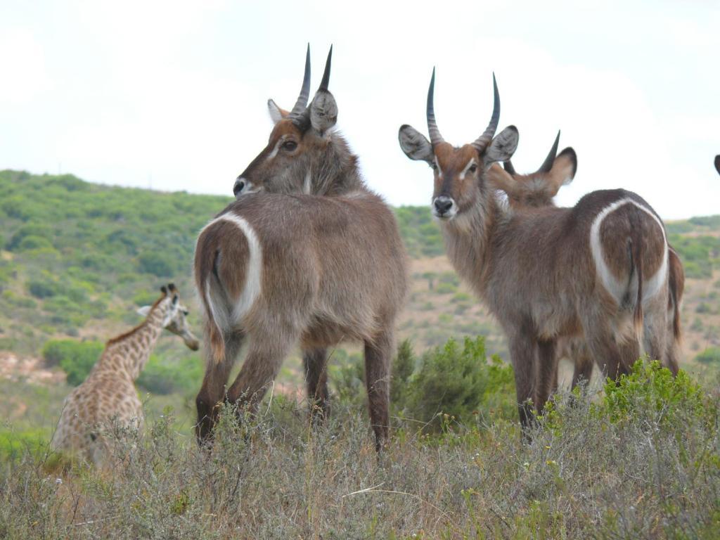 Nyaru Game Lodge Brandwag Экстерьер фото