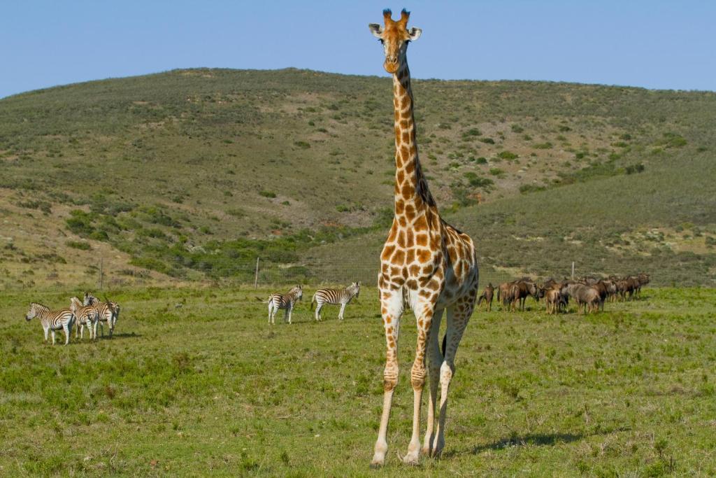 Nyaru Game Lodge Brandwag Экстерьер фото